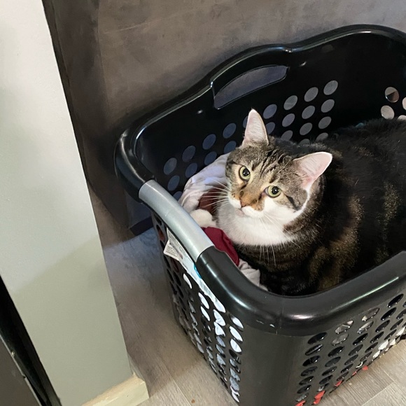 Meet your Posher, Laura - Picture 2 of 8